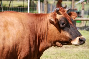 Milk Production in Beef Cattle