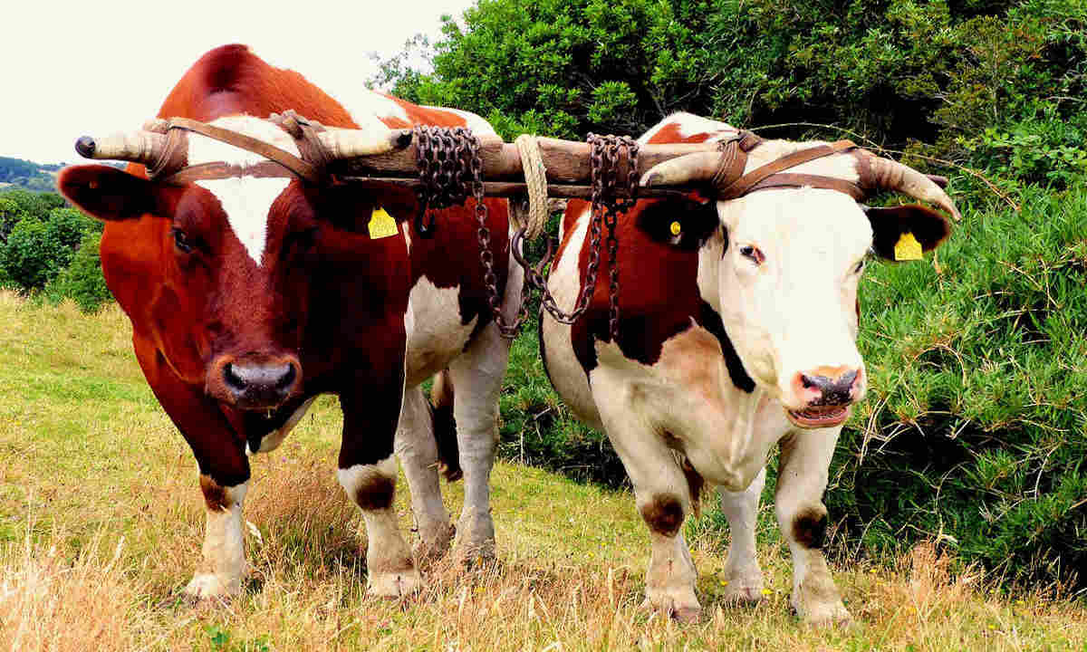 Which Draft Animal is Right for You?: Oxen – Homestead on the Range