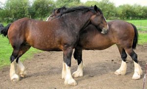 What are Heritage Livestock Breeds?