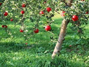 Starting a Garden or Orchard: Location