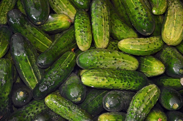 What Makes Some Cucumbers Bitter?