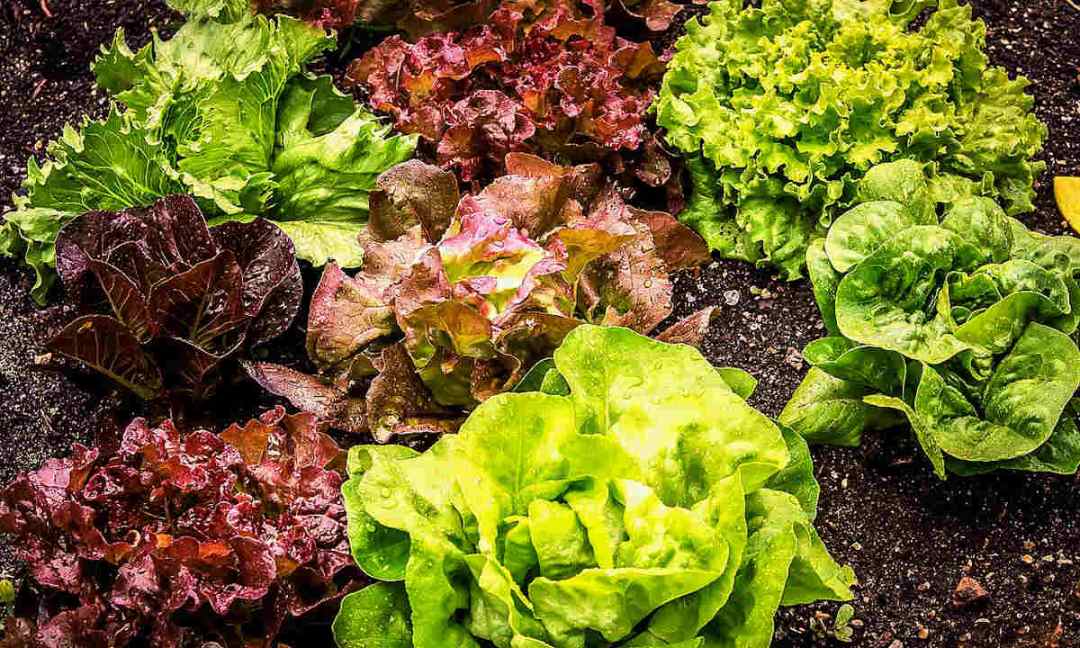 10 Tips for Avoiding Most Garden Diseases