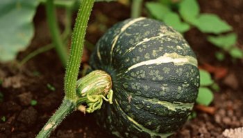 What are Heirloom Plants?