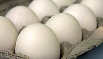 5 Ways to Improve Winter Egg Production
