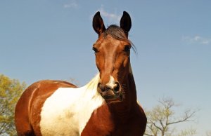 Body Condition Scoring: Horses