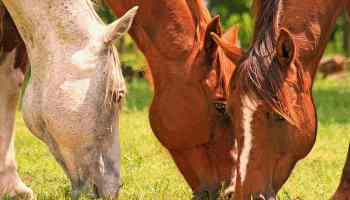 Getting Started with Livestock Part 3: Diet