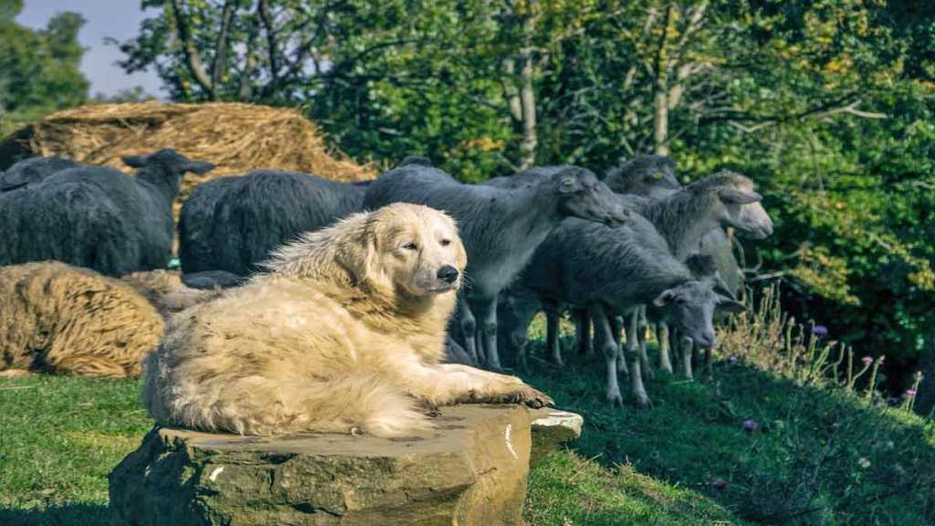 7 Livestock Guardian Animals