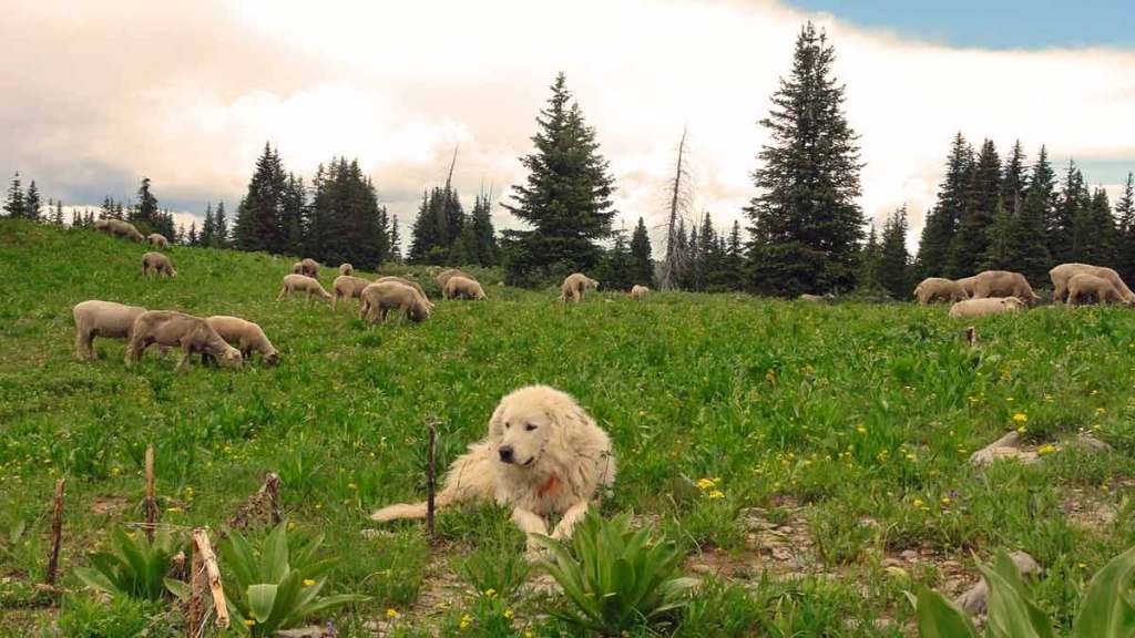 Livestock Guardian Dogs: Male or Female?