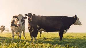 Classifying Cattle Breeds: Introduction