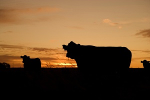 Is Cattle Farming Profitable?