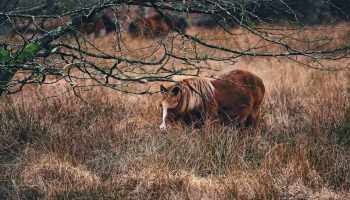 What Is Conservation Grazing?