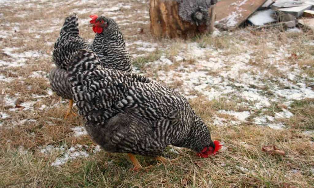 3 Tips for Keeping Chickens Comfortable in Winter