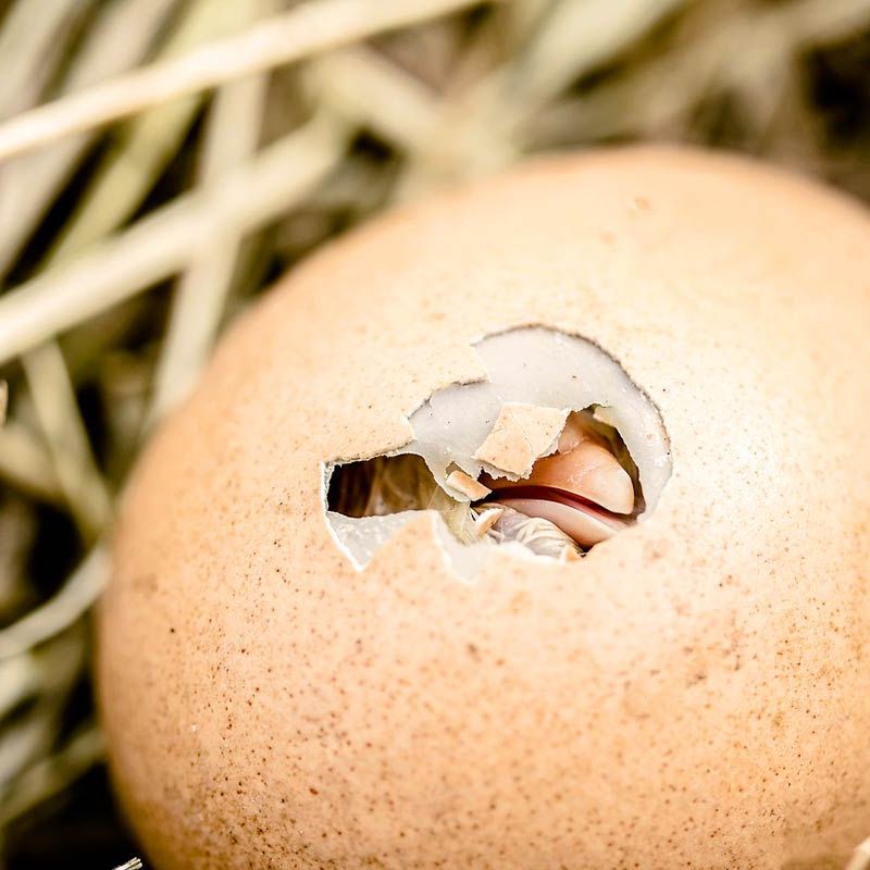 Why Do Chicks Peep Before Hatching?